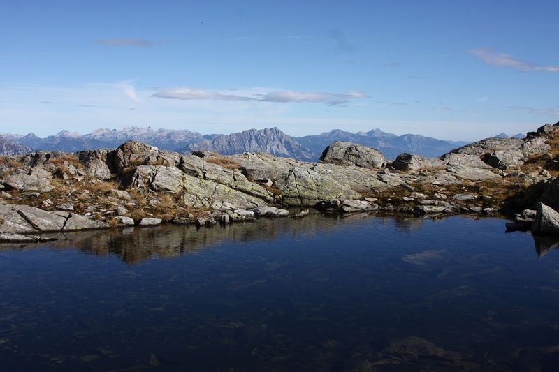 Datei:Goldlacken 0409 2013-10-08.jpg