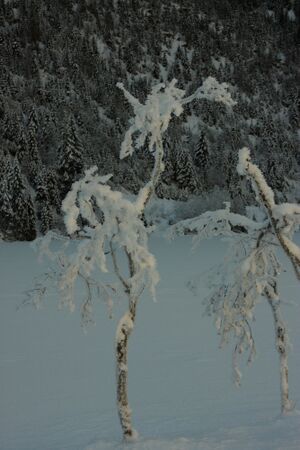 Bodensee 26472 2014-01-01.jpg