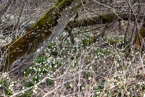 Feuchtwiesen trautenfels-0142-2023-03-10.jpg