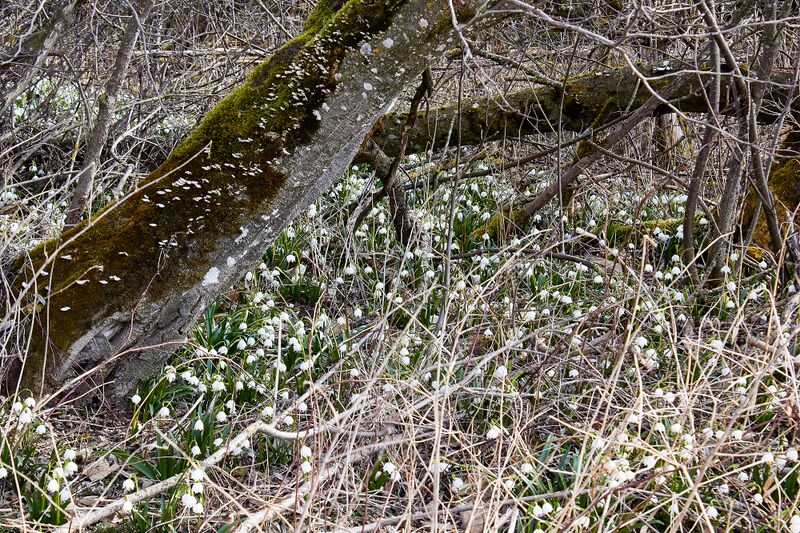 Datei:Feuchtwiesen trautenfels-0142-2023-03-10.jpg
