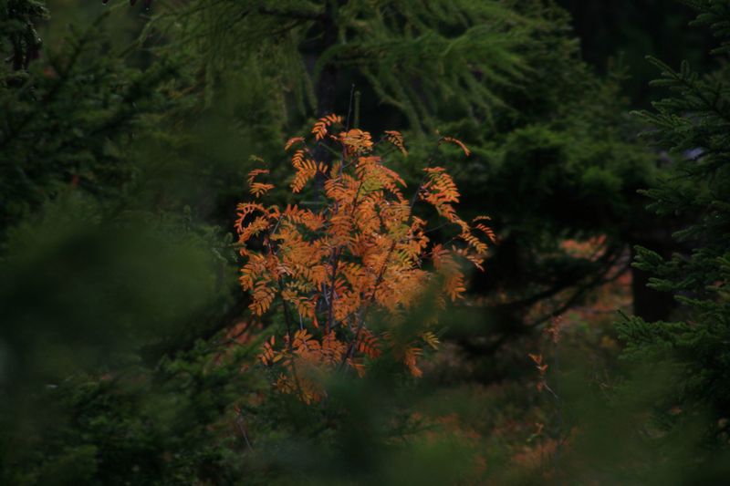 Datei:Guschen 19992 2007-09-28.jpg