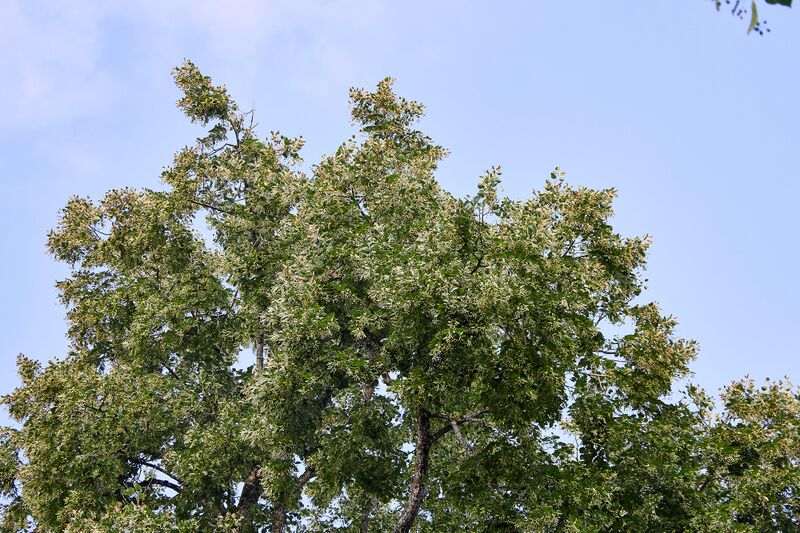 Datei:Lindenallee Irdning-047-2026-08-08.jpg