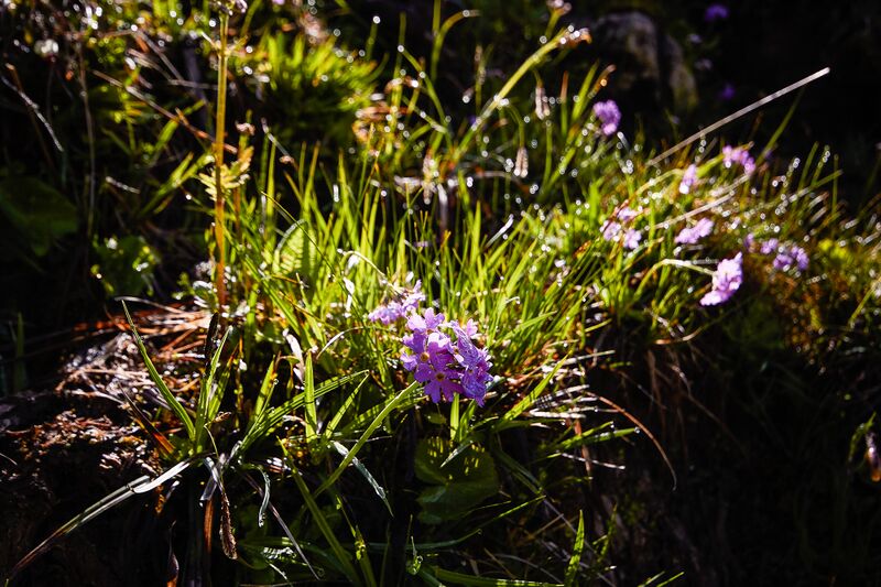 Datei:Mehlprimel Zlaimmöser Moore-100-2020-05-27-3.jpg