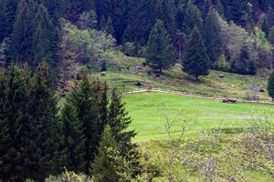 Moditzer zaun 56080 2014-05-02.jpg