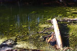 Toplitzbach 77685 2014-11-03.jpg