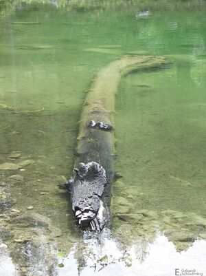 Ahornsee100 6915.jpg