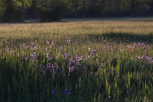 Feuchtwiesen trautenfels6008.jpg