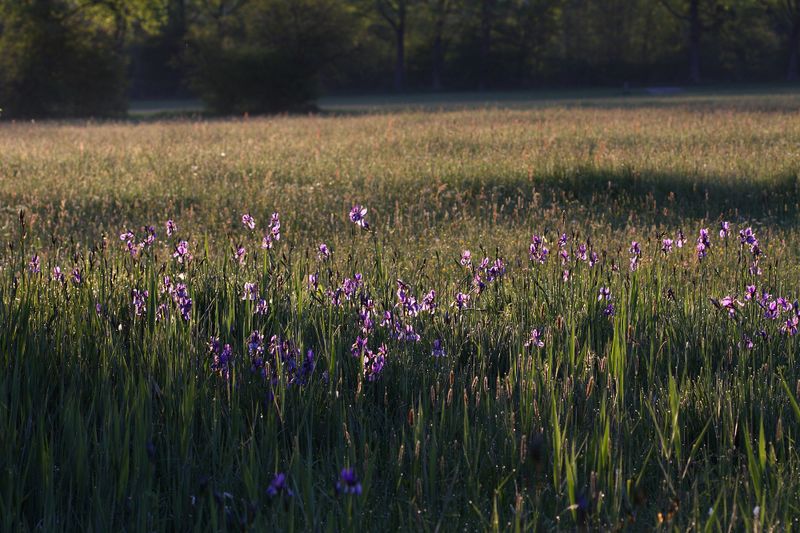 Datei:Feuchtwiesen trautenfels6008.jpg