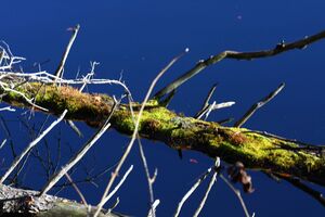 Toplitzsee 77768 2014-11-03.jpg