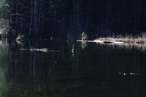 Toplitzsee 77783 2014-11-03.jpg