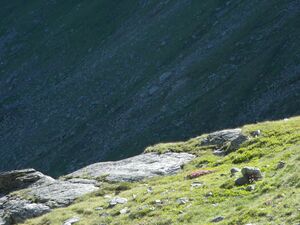 Wildkar 17423 2006-07-17.jpg