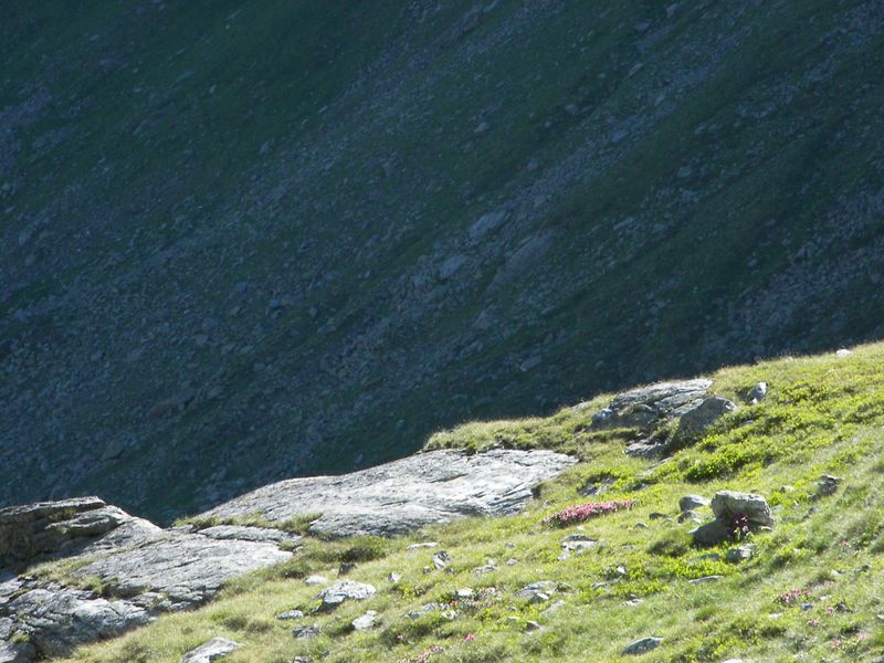 Datei:Wildkar 17423 2006-07-17.jpg