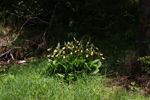 Frauenschuh 2253 2011-05-26.jpg