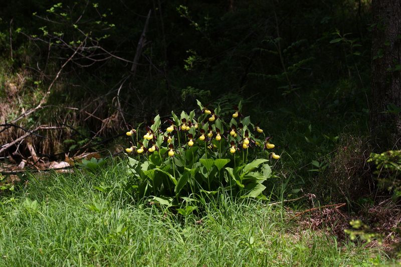 Datei:Frauenschuh 2253 2011-05-26.jpg