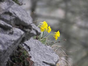 Petergstamm silberkar 90519 2006-05-10.jpg