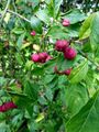Pfaffenhütchen-Euonymus europaea230148.JPG