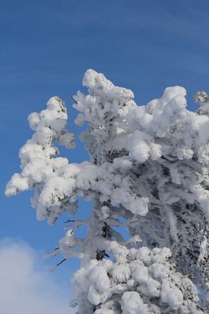 Zirbe - guschen 2892 2007-11-17.jpg