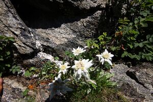 Edelweiß wildkar 0720 13-07-27.jpg