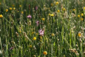 Feuchtwiesen trautenfels6097.jpg