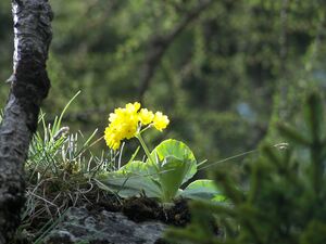 Petergstamm silberkar 90523 2006-05-10.jpg