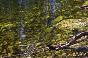 Toplitzbach 77686 2014-11-03.jpg