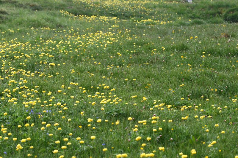 Datei:Trollblume blaufeldscharte 58100 2013-07-10.jpg