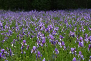 Enns-Altarme Niederstuttern 58417 2014-05-21.jpg