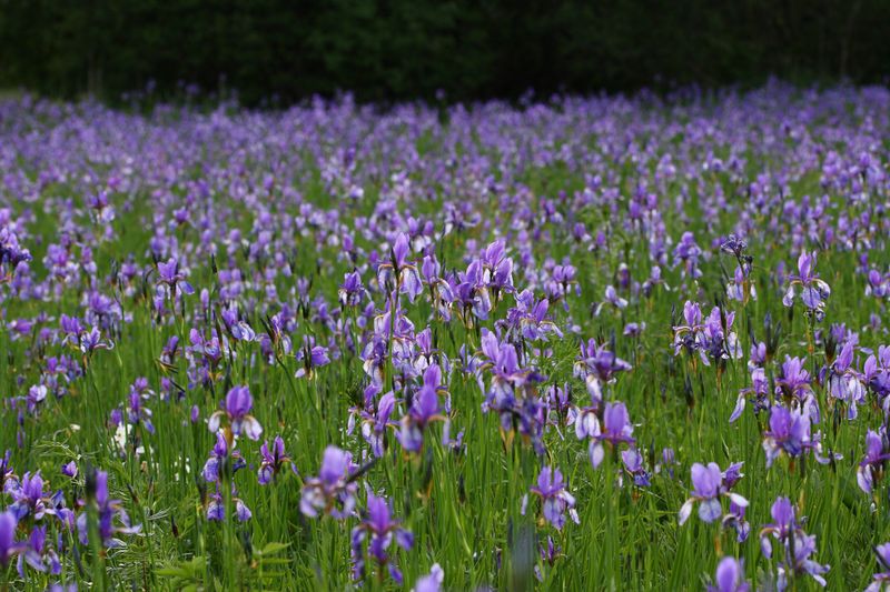 Datei:Enns-Altarme Niederstuttern 58417 2014-05-21.jpg