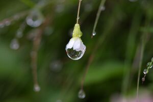 Giglach 10316 2011-07-21.jpg