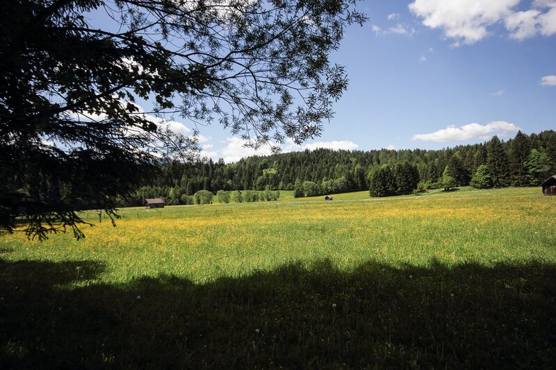 Datei:Krautmoos badM 48562 2017-05-27.jpg