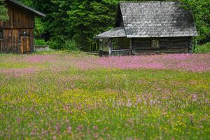 Kuckucks-Lichtnelke obertal 24249 2016-06-13.jpg