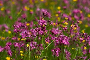 Kuckucks-Lichtnelke preunegg 94241 2015-06-25.jpg