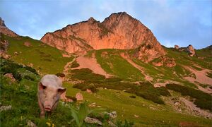 Rotofen mit schwein1.JPG