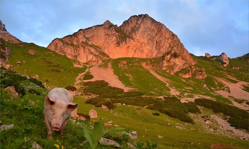 Datei:Rotofen mit schwein1.JPG