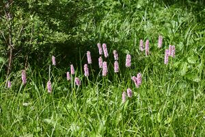 Schlangen-Knöterich obertal 25137 2016-06-15.jpg