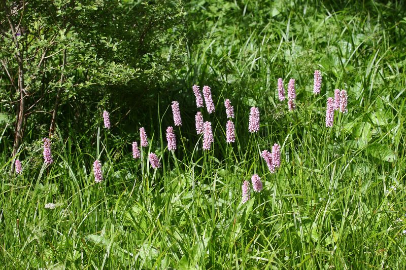 Datei:Schlangen-Knöterich obertal 25137 2016-06-15.jpg