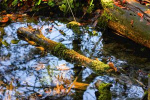 Toplitzsee 78149 2014-11-03.jpg