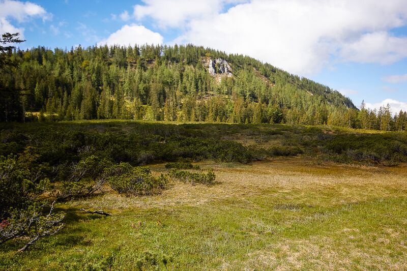 Datei:Zlaimmöser-Moore zleimalm-102-2020-05-27-2.jpg