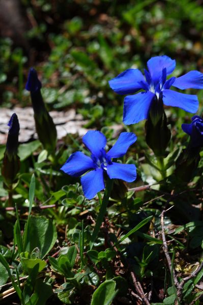 Datei:Frühlingsenzian-brandriedel 90703 2008-06-02.jpg