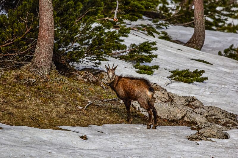 Datei:Gemse sulzkar-415-2020-05-18-2.jpg