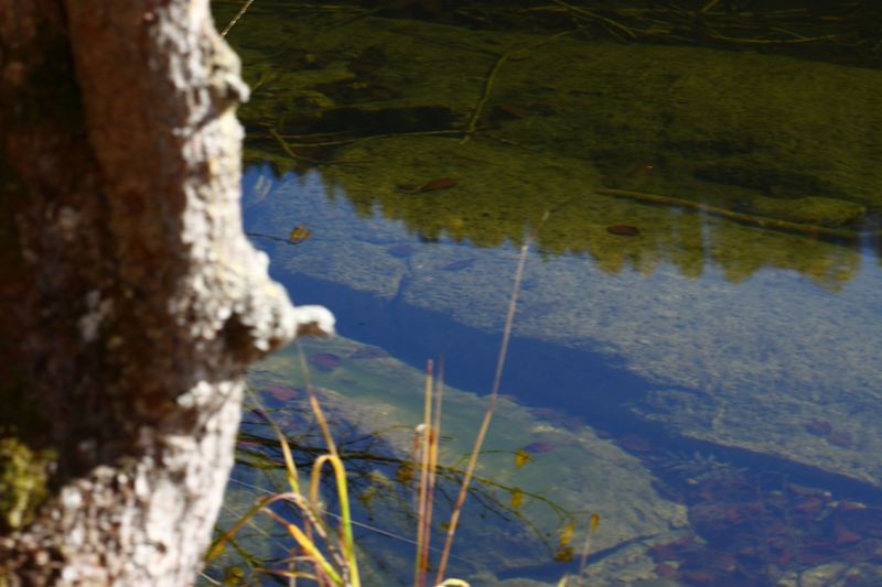 Datei:Toplitzsee 77801 2014-11-03.jpg