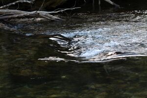 Untertalbach 6607 2011-05-10.jpg