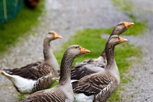 Walcher vlg schüttenbacher-0104-2023-05-20.jpg