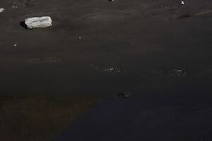 Goldlacken 0281 2013-10-08.jpg