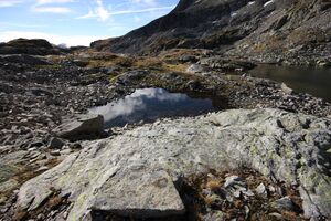 Goldlacken 0326 2013-10-08.jpg