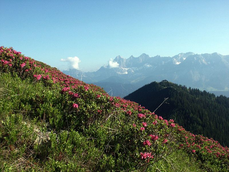 Datei:Guschen 2461 2002-06-26.jpg