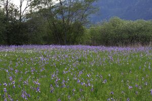 Enns-Altarme Niederstuttern 58399 2014-05-21.jpg