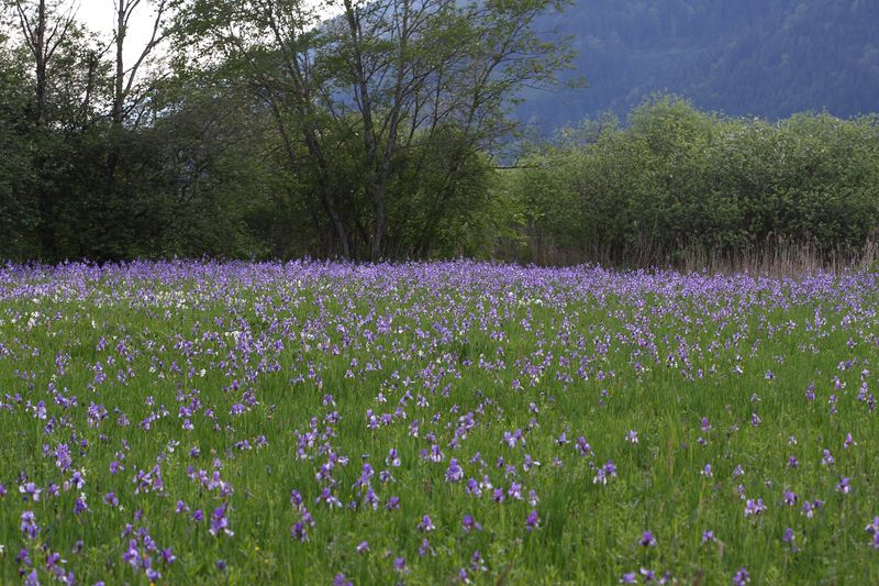 Datei:Enns-Altarme Niederstuttern 58399 2014-05-21.jpg