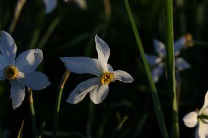 Feuchtwiesen trautenfels6038.jpg