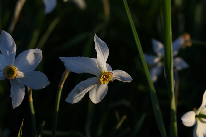 Datei:Feuchtwiesen trautenfels6038.jpg